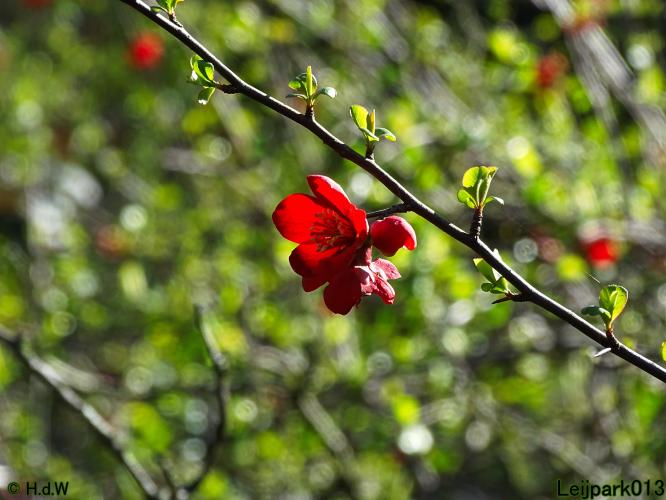 Leijpark013 10 &amp; 11 &amp; 12 &amp; 13 maart 2022