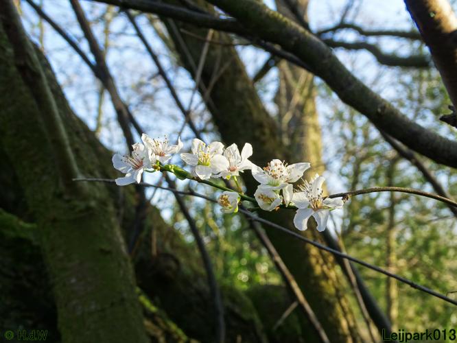 Leijpark013 10 &amp; 11 &amp; 12 &amp; 13 maart 2022