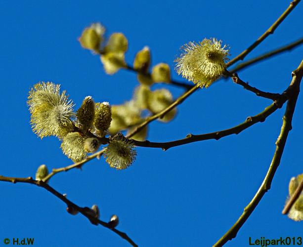 Leijpark013 10 &amp; 11 &amp; 12 &amp; 13 maart 2022