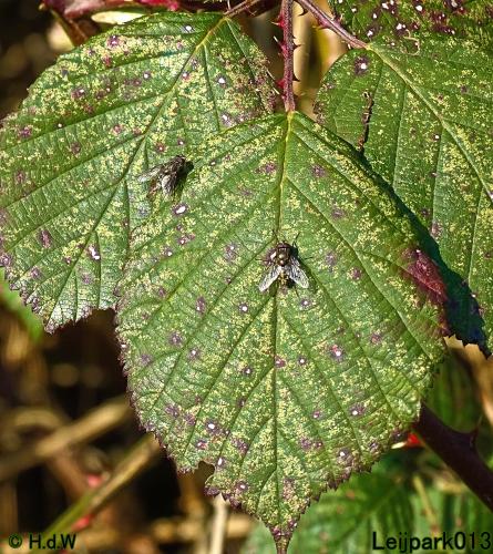 Leijpark013 10 &amp; 11 &amp; 12 &amp; 13 maart 2022