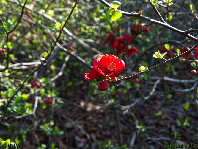 Leijpark013 10 &amp; 11 &amp; 12 &amp; 13 maart 2022