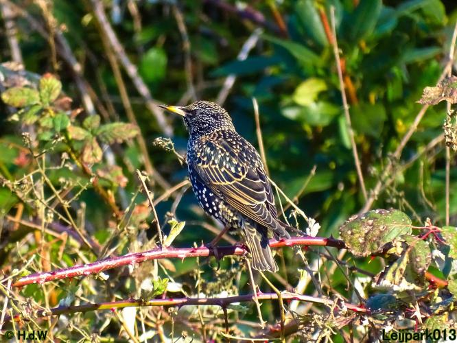 Leijpark013 10 &amp; 11 &amp; 12 &amp; 13 maart 2022