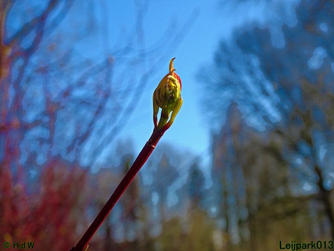 Leijpark013 10 &amp; 11 &amp; 12 &amp; 13 maart 2022