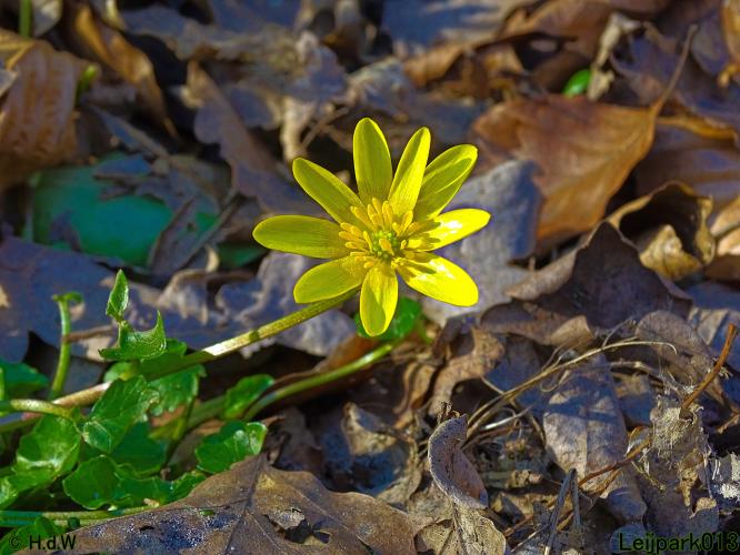 Leijpark013 10 &amp; 11 &amp; 12 &amp; 13 maart 2022