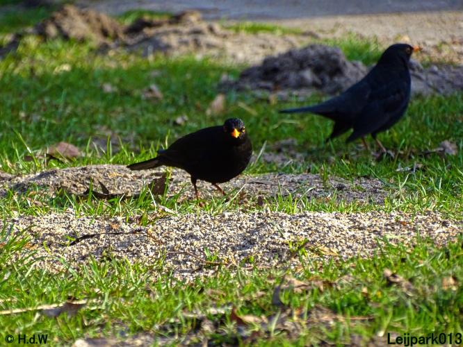 Leijpark013 10 &amp; 11 &amp; 12 &amp; 13 maart 2022