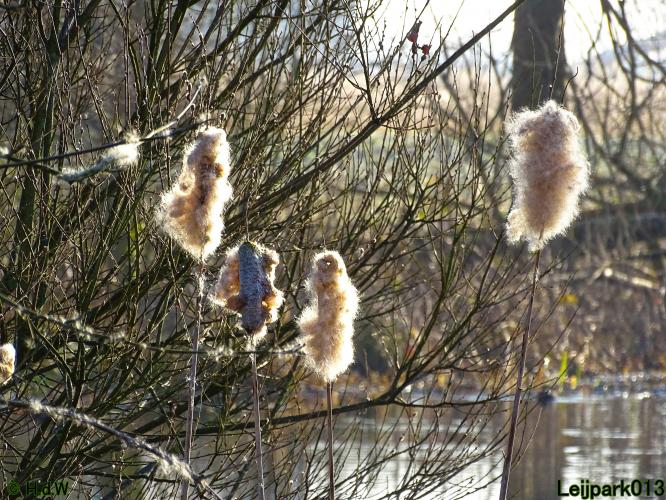 Leijpark013 10 &amp; 11 &amp; 12 &amp; 13 maart 2022