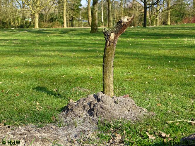 Leijpark013 10 &amp; 11 &amp; 12 &amp; 13 maart 2022