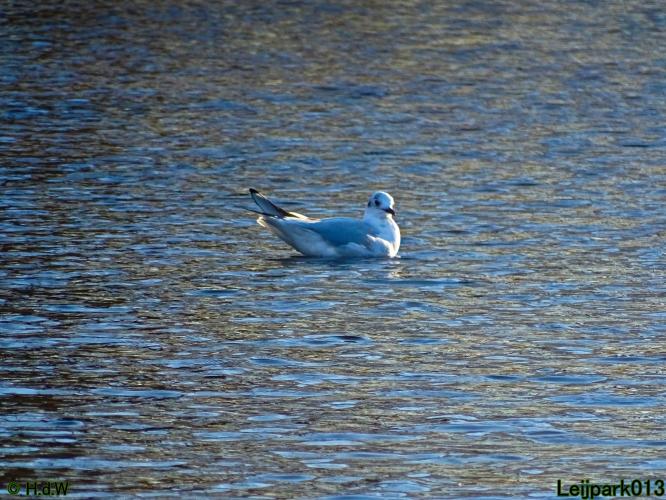 Leijpark013 10 &amp; 11 &amp; 12 &amp; 13 maart 2022