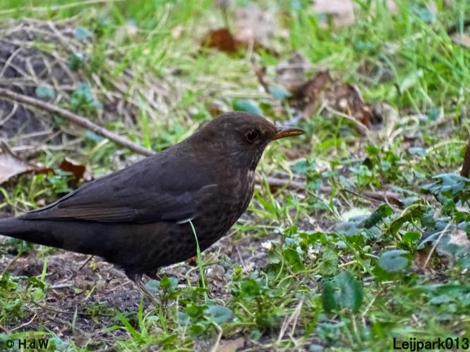 Nothing more beautiful than nature also in the Netherlands 