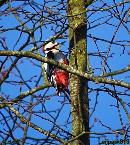 Nothing more beautiful than nature also in the Netherlands 