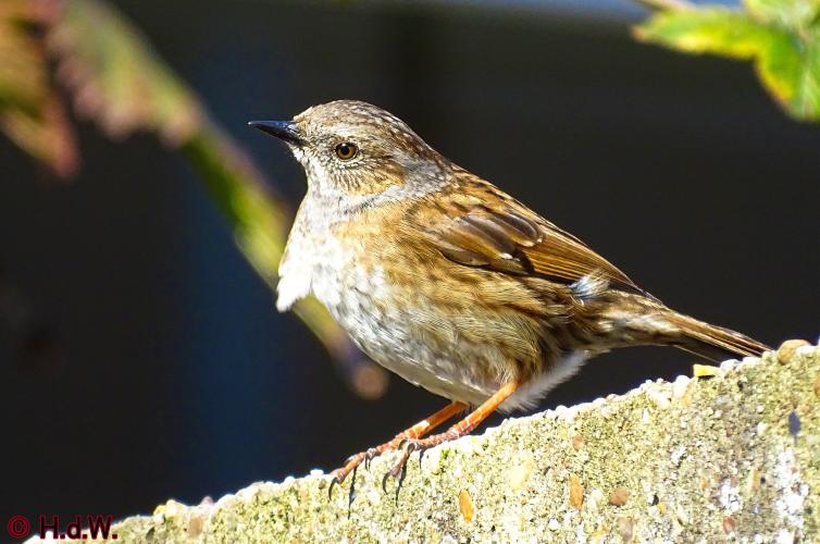 Nothing more beautiful than nature also in the Netherlands 