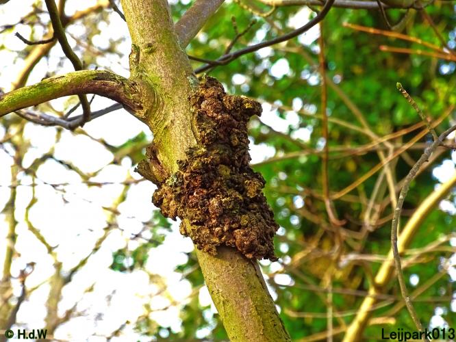 Nothing more beautiful than nature also in the Netherlands 