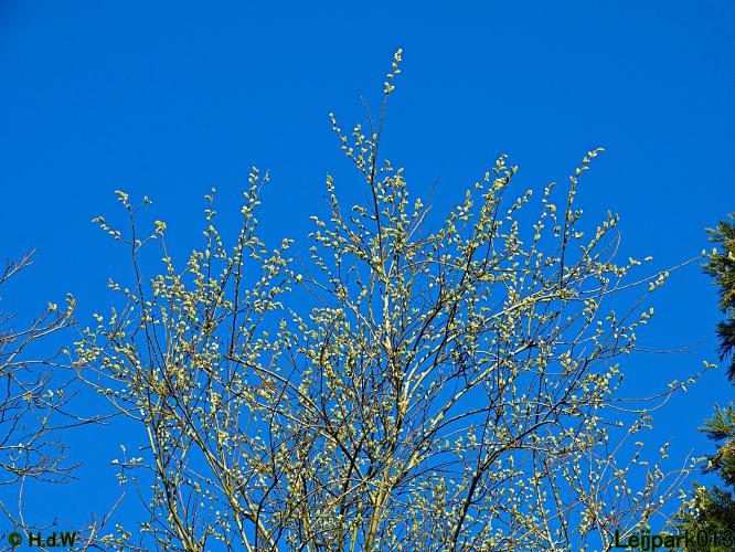 Nothing more beautiful than nature also in the Netherlands 