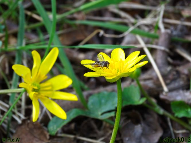 Nothing more beautiful than nature also in the Netherlands 