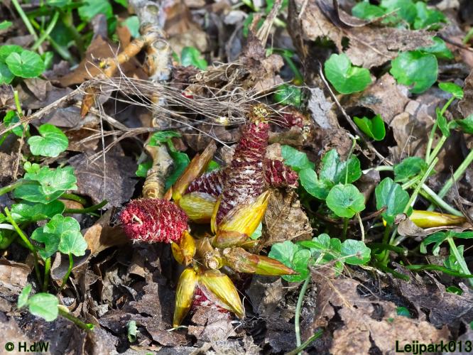 Nothing more beautiful than nature also in the Netherlands 