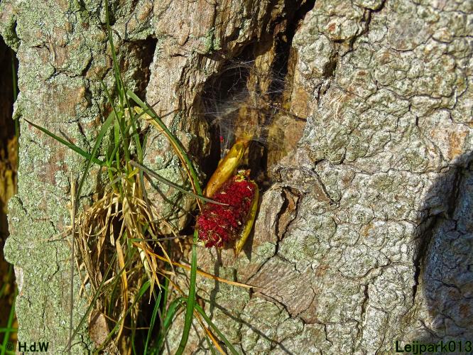 Nothing more beautiful than nature also in the Netherlands 