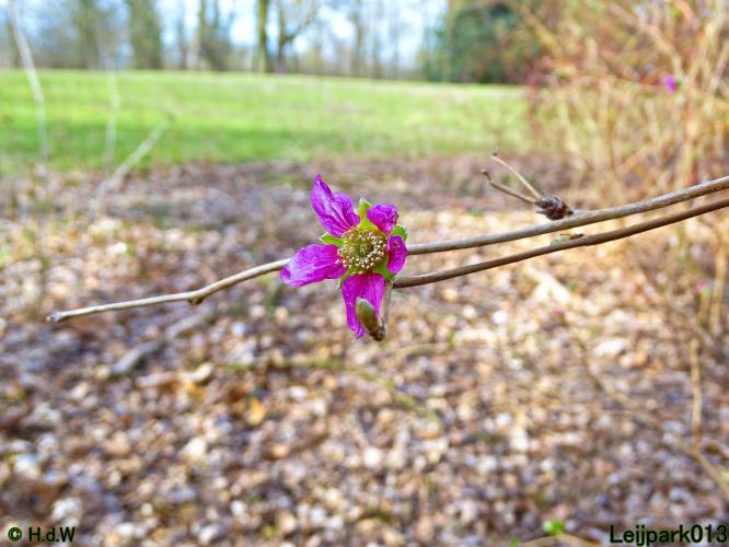 Leijpark013  17 &amp; 18 &amp; 19 maart 2022