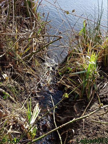 Leijpark013  17 &amp; 18 &amp; 19 maart 2022