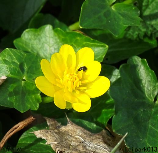 Leijpark013  17 &amp; 18 &amp; 19 maart 2022