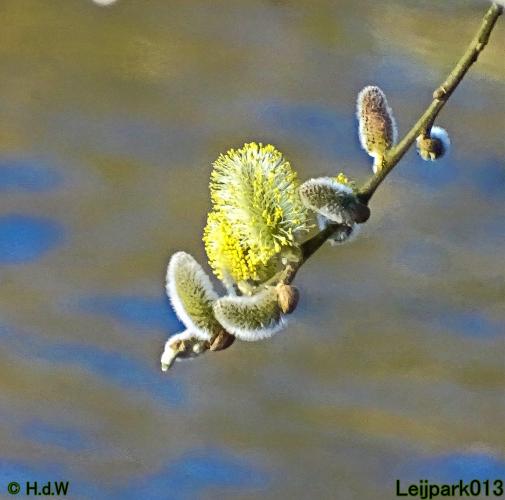 Leijpark013  17 &amp; 18 &amp; 19 maart 2022