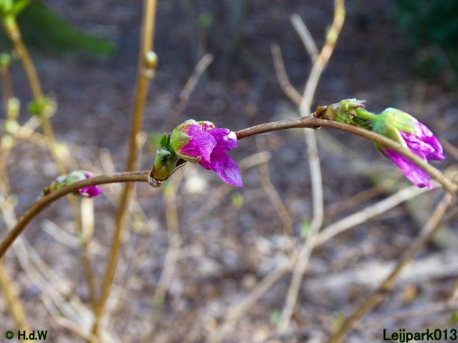 Leijpark013  17 &amp; 18 &amp; 19 maart 2022