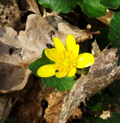 Leijpark013  17 &amp; 18 &amp; 19 maart 2022