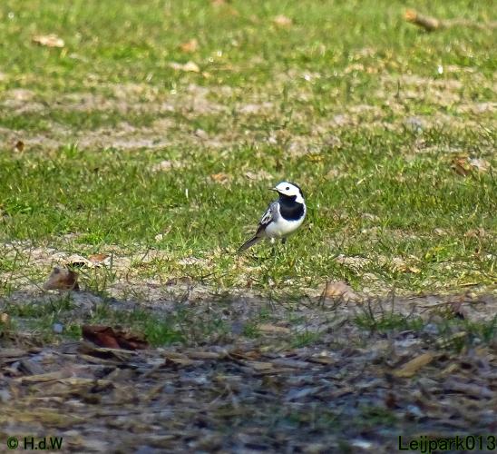 Leijpark013  17 &amp; 18 &amp; 19 maart 2022