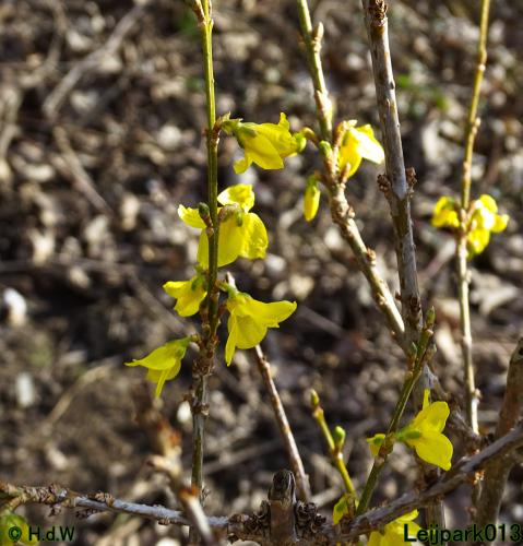 Leijpark013  17 &amp; 18 &amp; 19 maart 2022