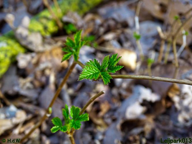 Leijpark013  17 &amp; 18 &amp; 19 maart 2022