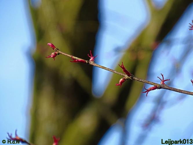 Leijpark013  17 &amp; 18 &amp; 19 maart 2022