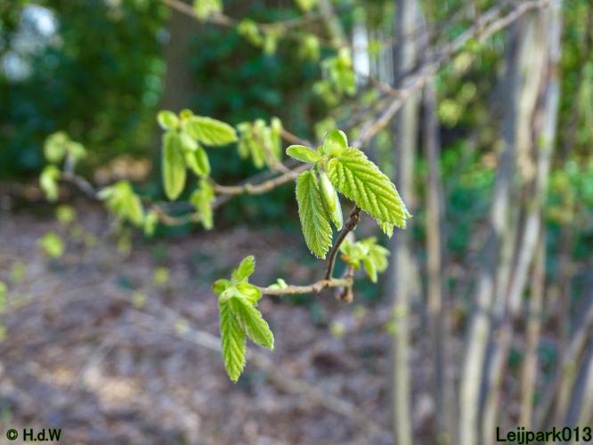 Leijpark013  17 &amp; 18 &amp; 19 maart 2022