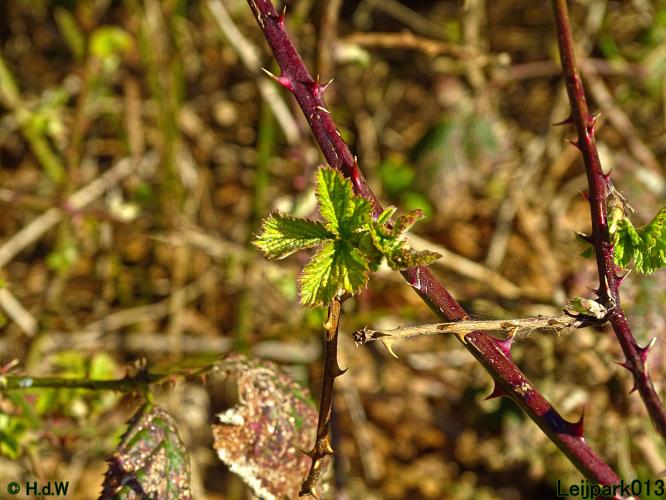 Leijpark013  17 &amp; 18 &amp; 19 maart 2022