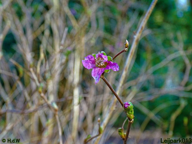 Leijpark013  17 &amp; 18 &amp; 19 maart 2022