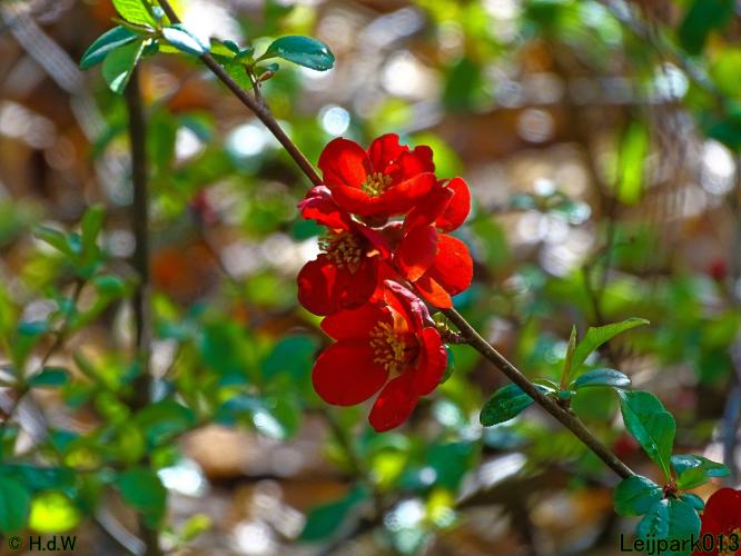 Leijpark013  17 &amp; 18 &amp; 19 maart 2022