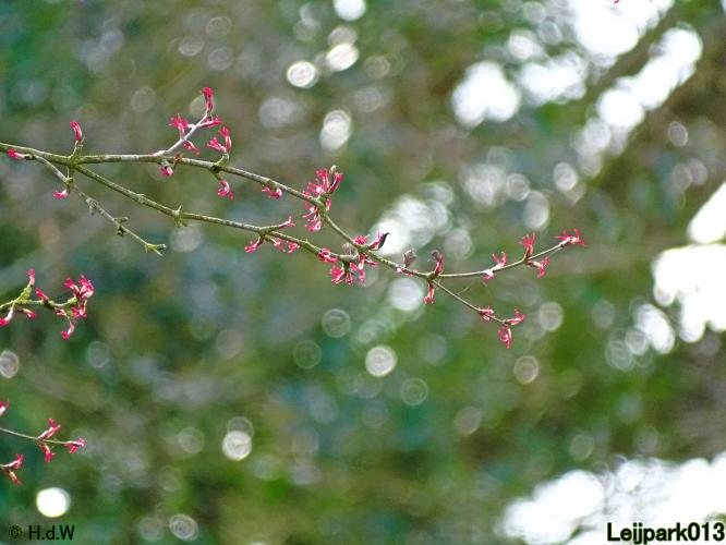 Leijpark013  17 &amp; 18 &amp; 19 maart 2022