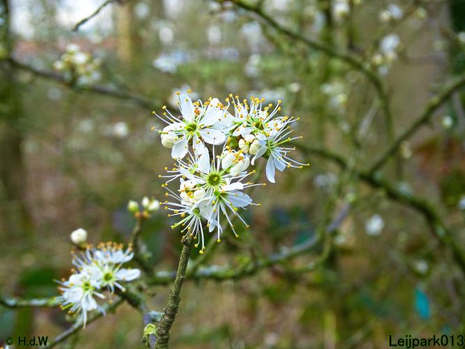 Leijpark013  17 &amp; 18 &amp; 19 maart 2022