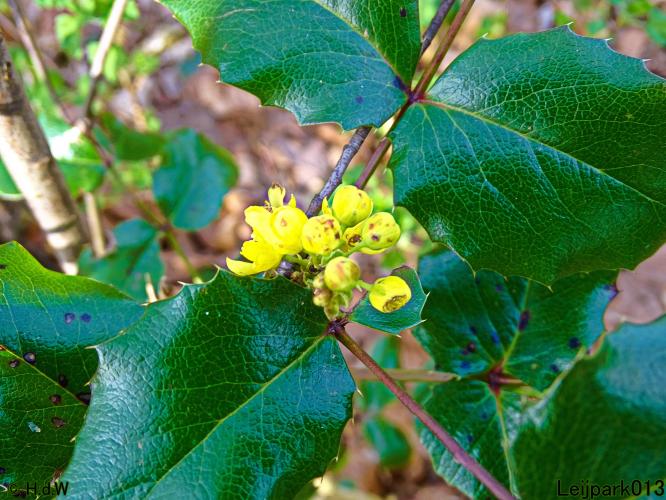 Leijpark013  17 &amp; 18 &amp; 19 maart 2022