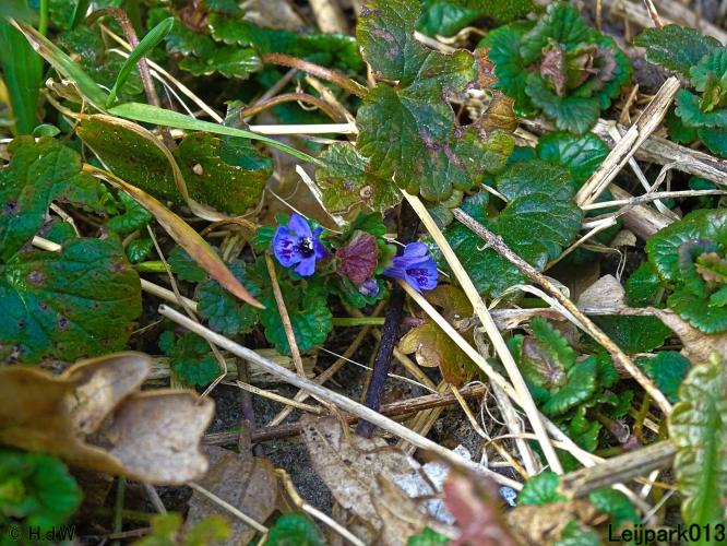 Leijpark013  17 &amp; 18 &amp; 19 maart 2022