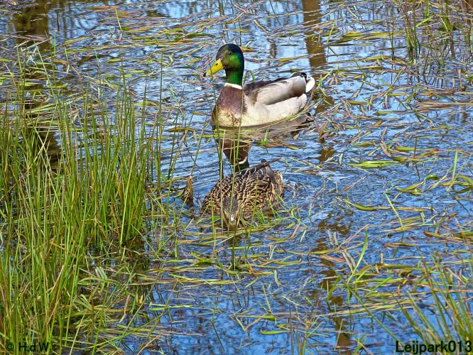 Leijpark013  17 &amp; 18 &amp; 19 maart 2022