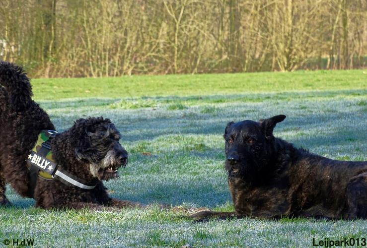 Leijpark013 Beestenboel 19 maart 2022 