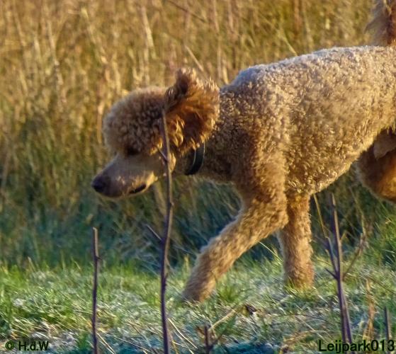Leijpark013 Beestenboel 19 maart 2022 