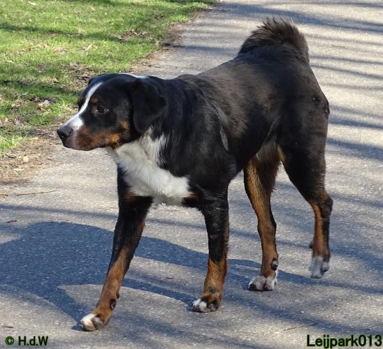 Leijpark013 Beestenboel 19 maart 2022 