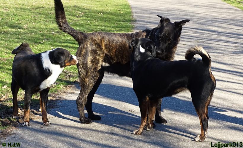 Leijpark013 Beestenboel 19 maart 2022 