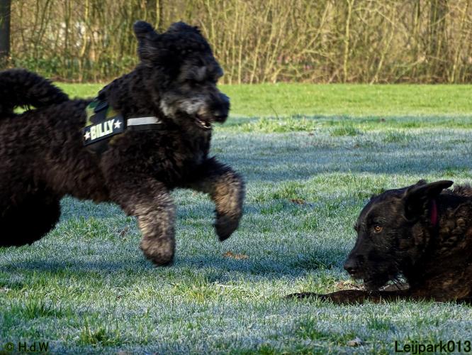 Leijpark013 Beestenboel 19 maart 2022 