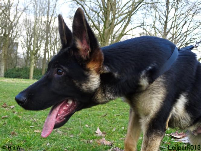 Leijpark013 Beestenboel 19 maart 2022 