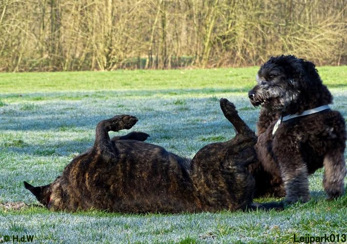 Leijpark013 Beestenboel 19 maart 2022 