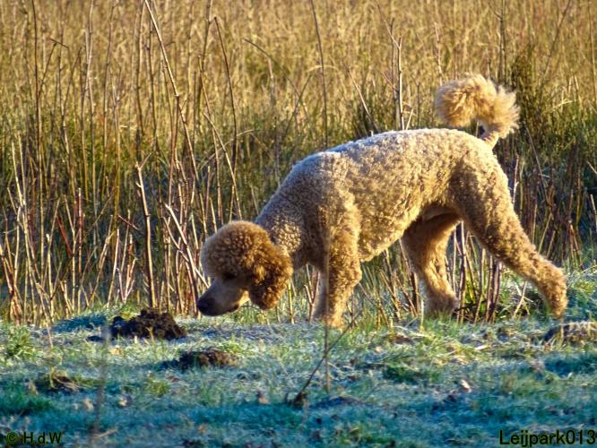 Leijpark013 Beestenboel 19 maart 2022 