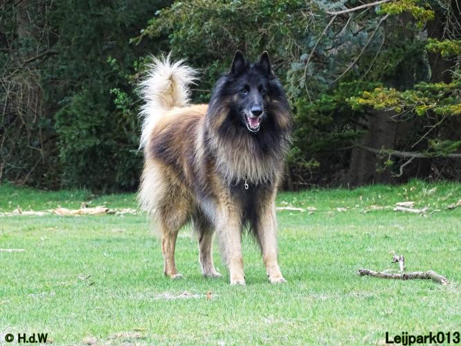 Leijpark 013 Beestenboel 29-3-2022