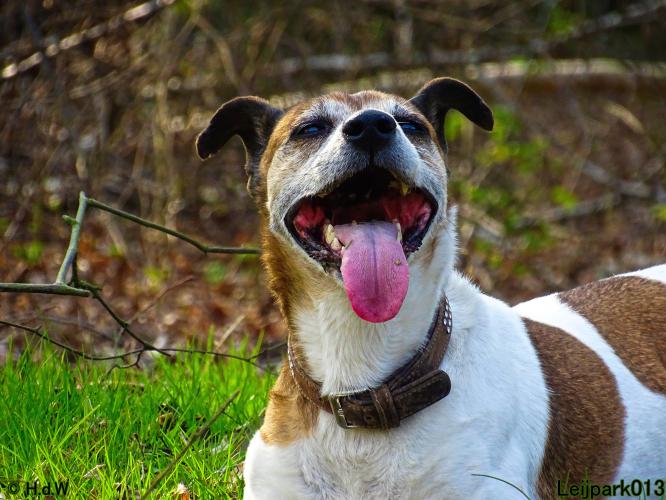 Leijpark 013 Beestenboel 29-3-2022