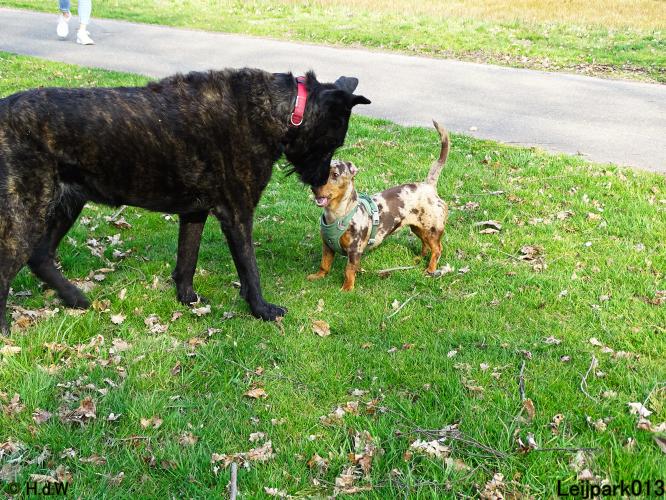 Leijpark 013 Beestenboel 29-3-2022